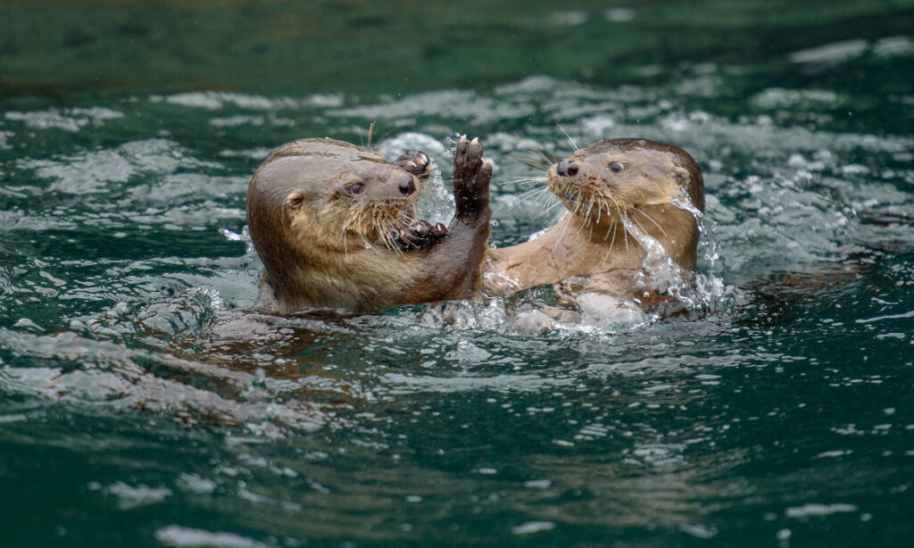 Día de la Fauna Chilena: llamado urgente a proteger al chungungo y los ecosistemas que lo sostienen