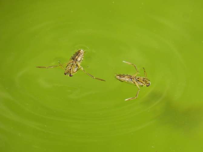 El sorprendente ecosistema de las pequeñas charcas