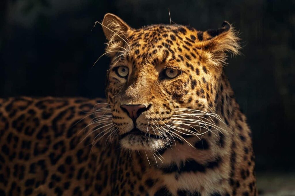 Jaguar en peligro en el Día Mundial de su conservación