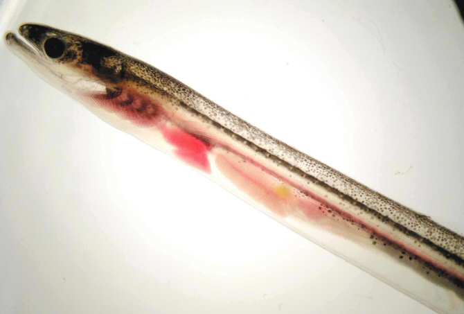 La anguila europea, al borde de la extinción