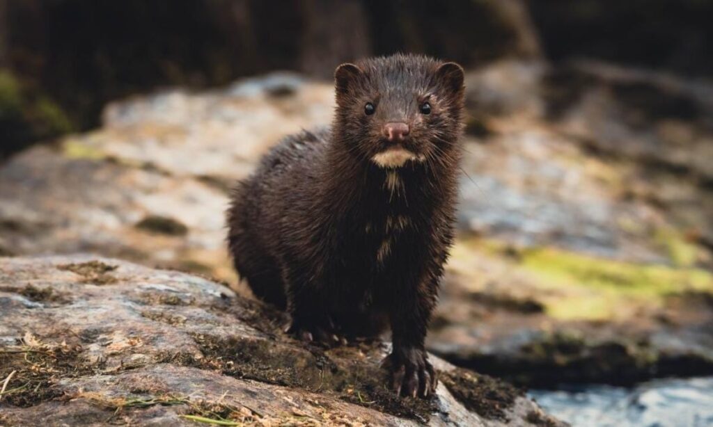 Realizarán en Valdivia simposio sobre visón americano y sus impactos