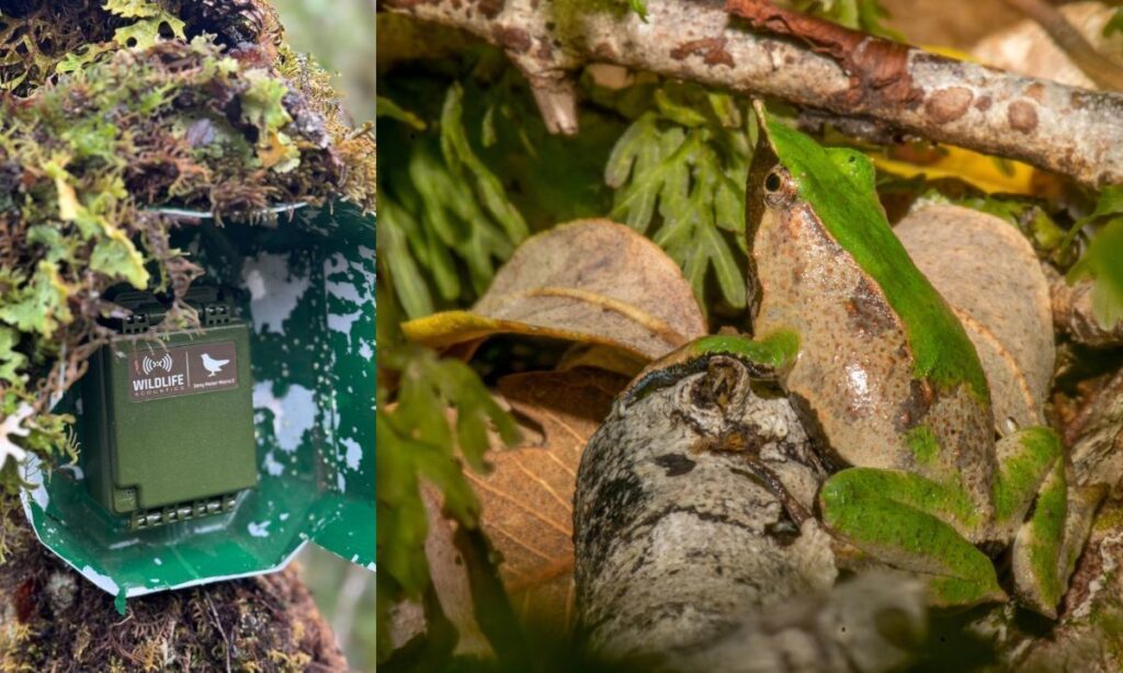 Un silbido que cruza fronteras: Chile y Argentina se unen para monitorear canto de ranita de Darwin