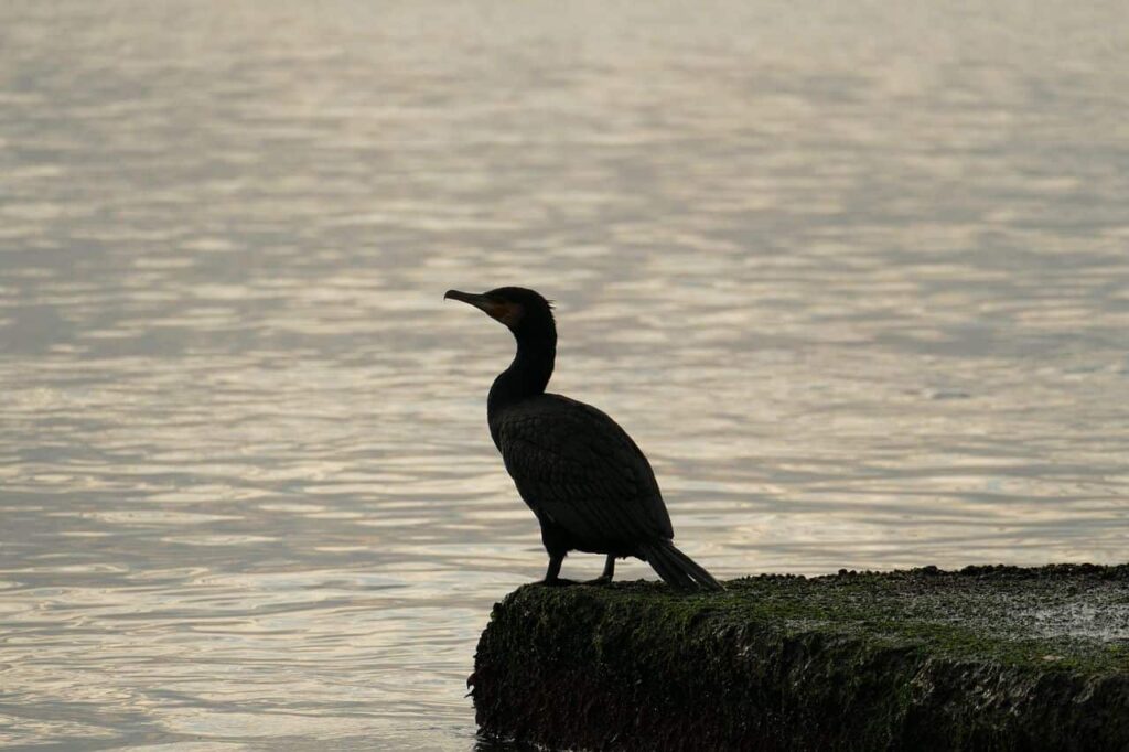 Cormoranes en peligro: Asturias autoriza una matanza cuestionada