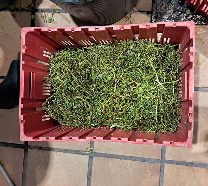 Descubren un modo sostenible de eliminar antibióticos del agua residual de hospitales