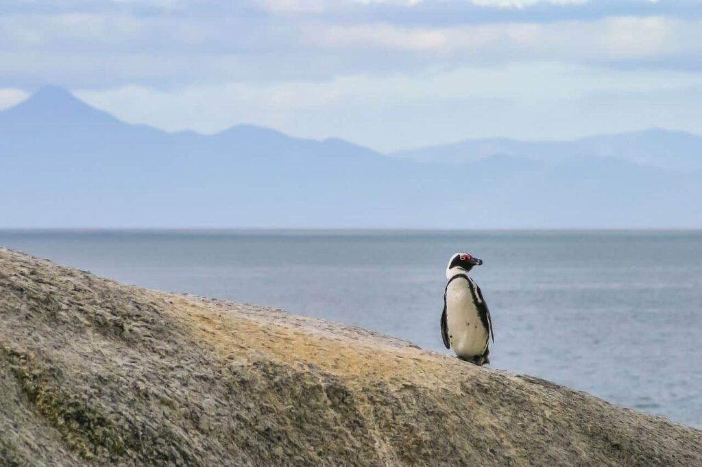 El colapso de las sardinas empuja al límite a los pingüinos africanos y dispara las muertes por inanición