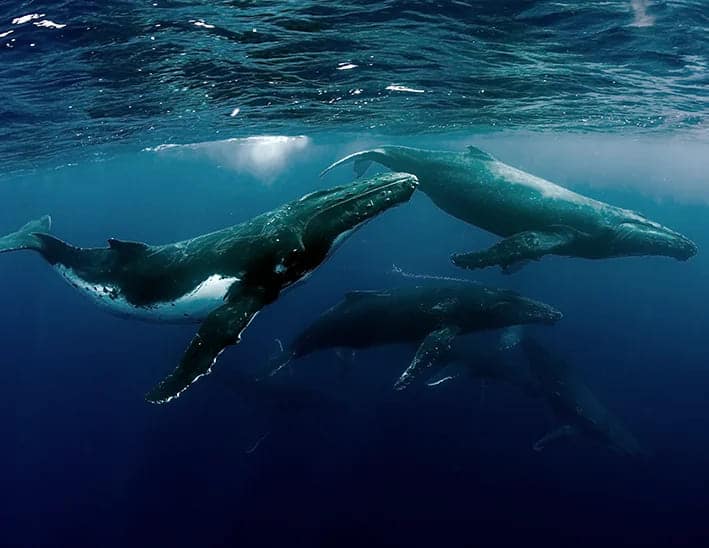 España propone crear un santuario internacional de cetáceos en el mar de Alborán para salvar a una de las mayores comunidades del Mediterráneo