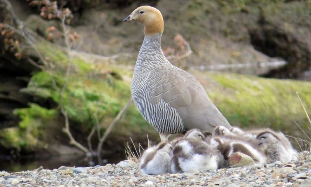 Invitan a la comunidad a participar en monitoreo del canquén colorado en Magallanes