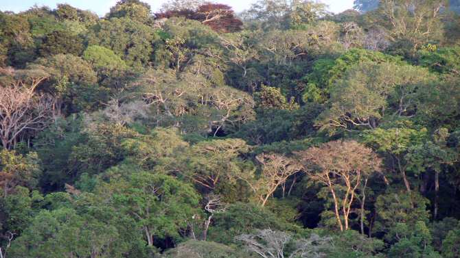 Las selvas africanas también comienzan ya a liberar más dióxido de carbono que el que absorben