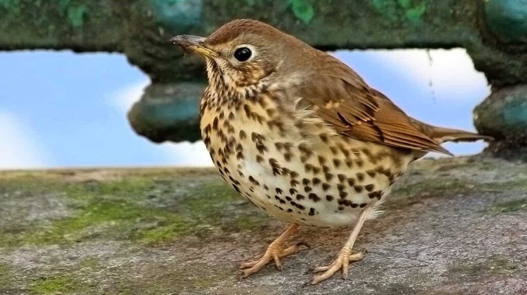 Miran al cielo de Europa y descubren que este ave común está salvando nuestros bosques de una forma que nadie esperaba
