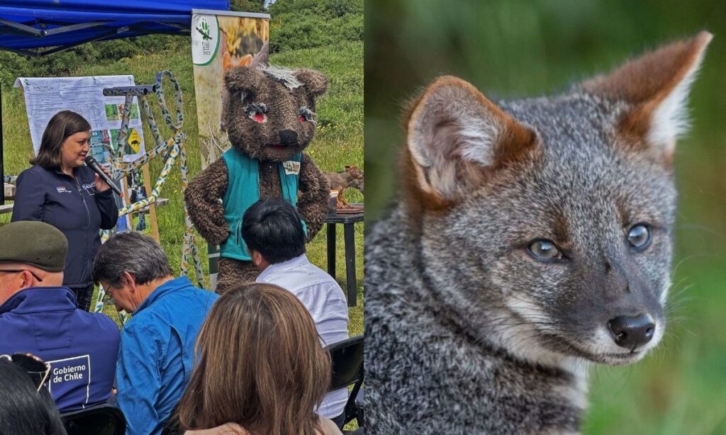 Presentan en Chiloé plan oficial para recuperar al zorro chilote