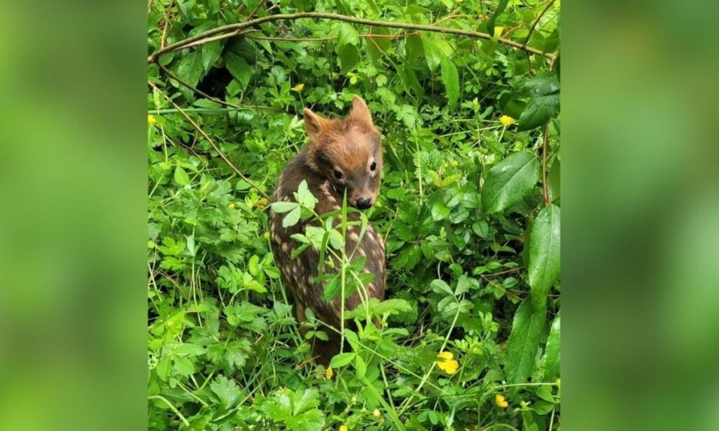 Un regalo de la naturaleza: temporada de nacimiento de pudúes en el sur de Chile