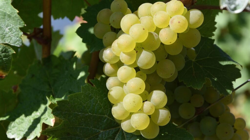 Así avanza la producción ecológica en Cataluña según el CCPAE