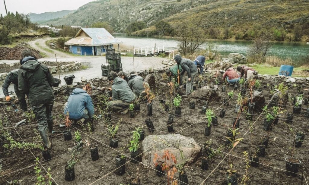 Bosque Anfibio en Cochrane, un puente entre dos mundos