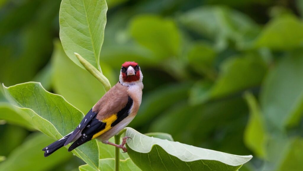 Caza ilegal de aves con jaulas y pegamento en Badajoz
