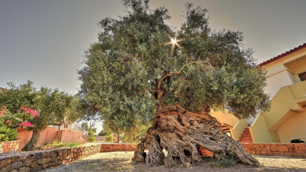 En un tranquilo pueblo de Creta, un olivo de entre 2.000 y 4.000 años sigue produciendo nuevas hojas y aceitunas