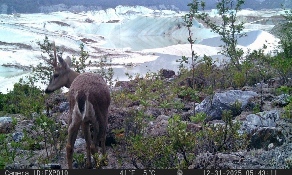 Guardaparques monitorean fauna silvestre en Glaciar Exploradores con cámaras trampa