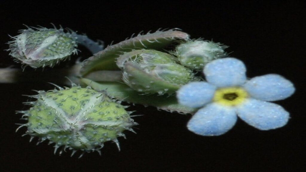 Gyrocaryum oppositifolium en peligro crítico de extinción