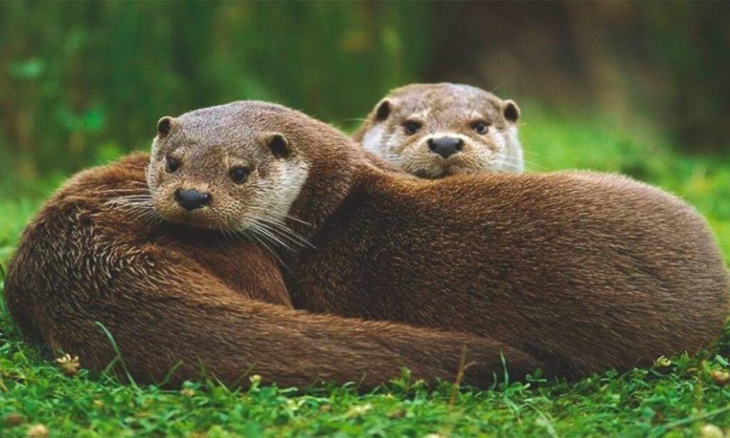 Invitan al lanzamiento del Plan Recoge Huillín en el lago Tarahuín en Chiloé