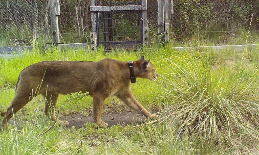 La Reserva Huilo Huilo busca nombre para su puma y la comunidad decide