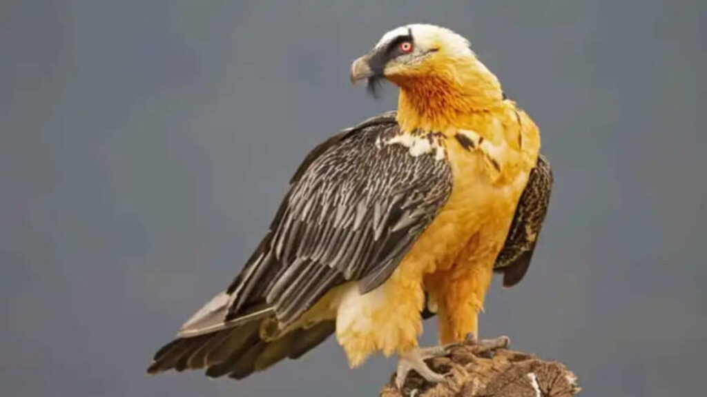 La muerte del ejemplar Centenario supone un golpe crítico al programa de recuperación del quebrantahuesos en la cordillera Cantábrica