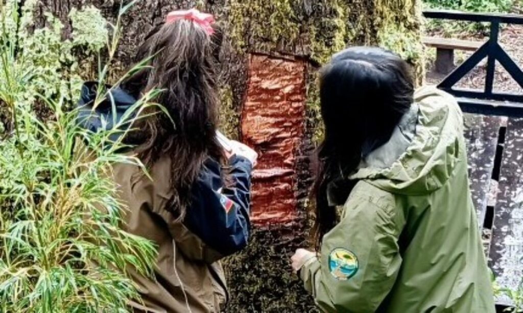 Los Ríos: buscan a responsables de extraer corteza de árbol nativo de 600 años