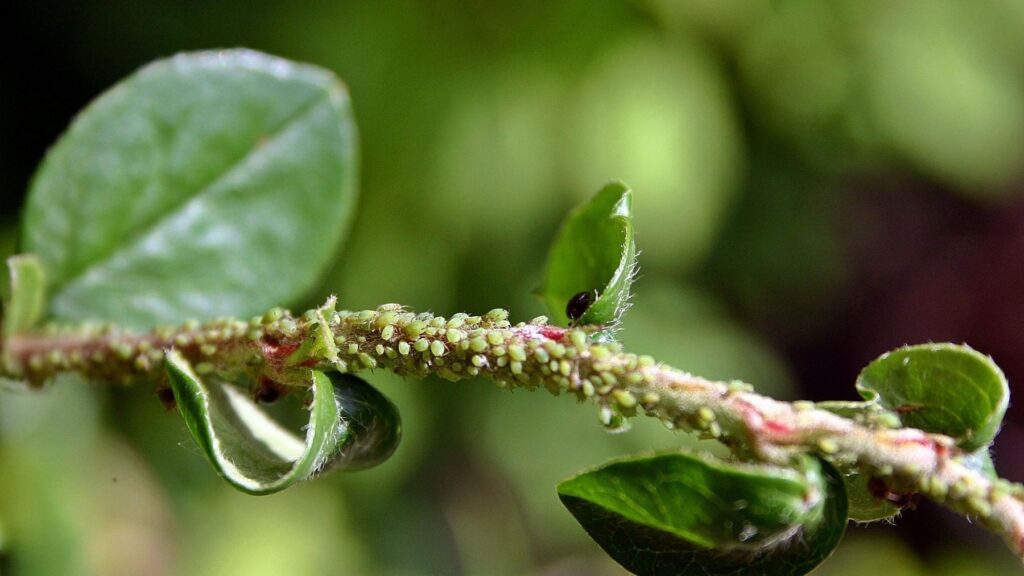 Nuevos avances en el control del pulgón con sustancias naturales en horticultura