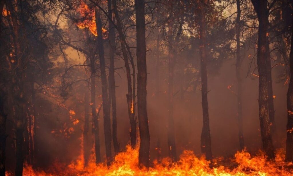 Organizaciones firman protocolo para fortalecer prevención de incendios en Chile