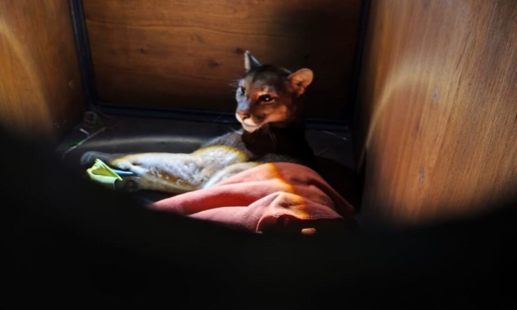 Pese a esfuerzos, muere puma atropellado en comuna de Frutillar