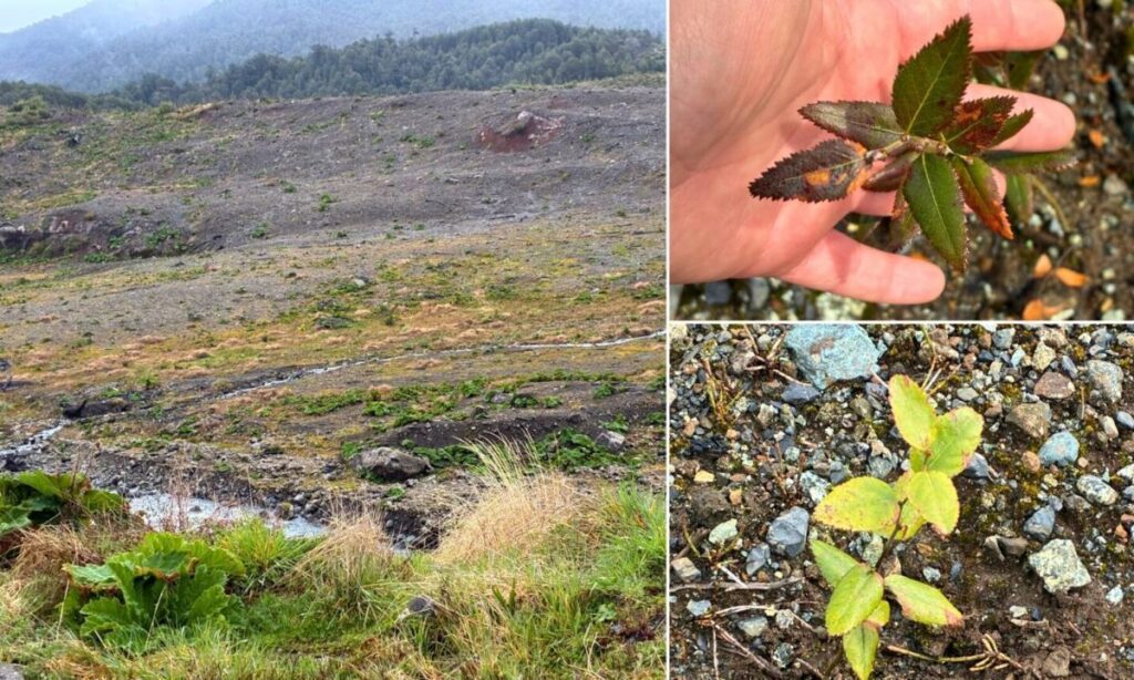 Proyecto de restauración de bosques en Los Lagos es reconocido internacionalmente