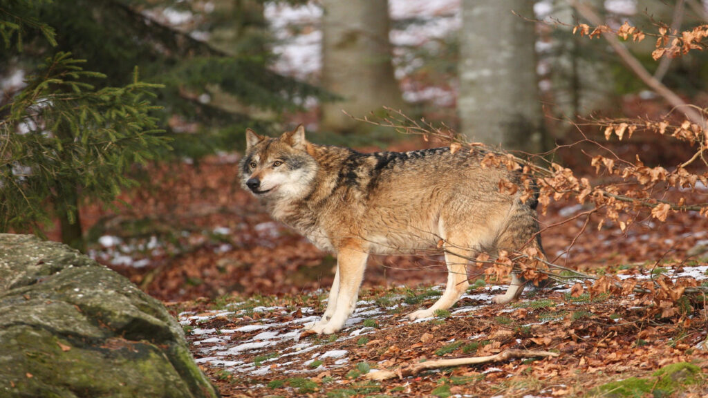 Reclaman un plan de recuperación del lobo ibérico en Extremadura urgente