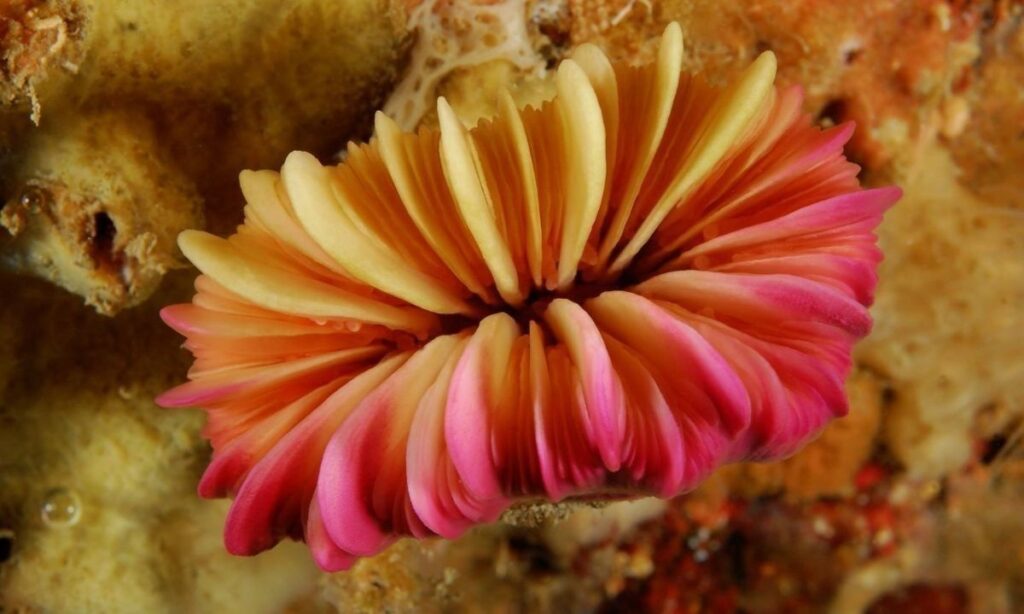 Tortel inicia consulta ciudadana para el Plan de Manejo de su área marina protegida