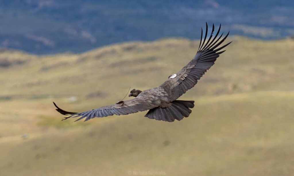Tres cóndores andinos regresan a la naturaleza en el Parque Nacional Patagonia