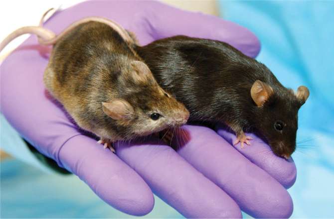 Uso ético de animales en el laboratorio: qué está permitido, qué no y por qué importa