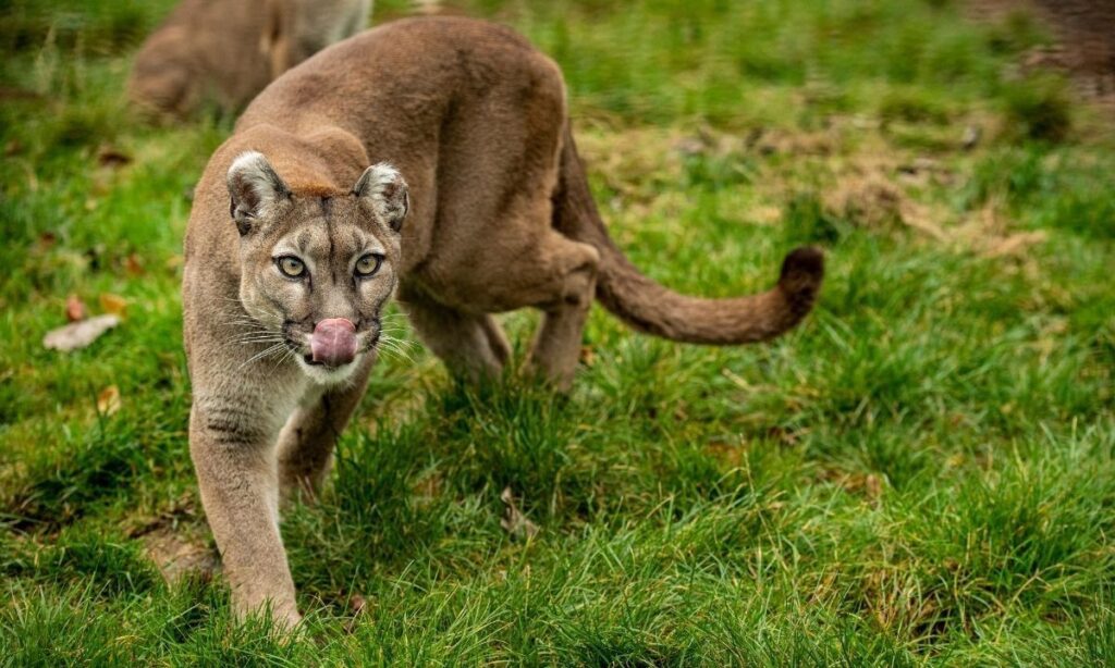 Vecinos de Punucapa pasaron susto tras avistar puma en patio de su casa