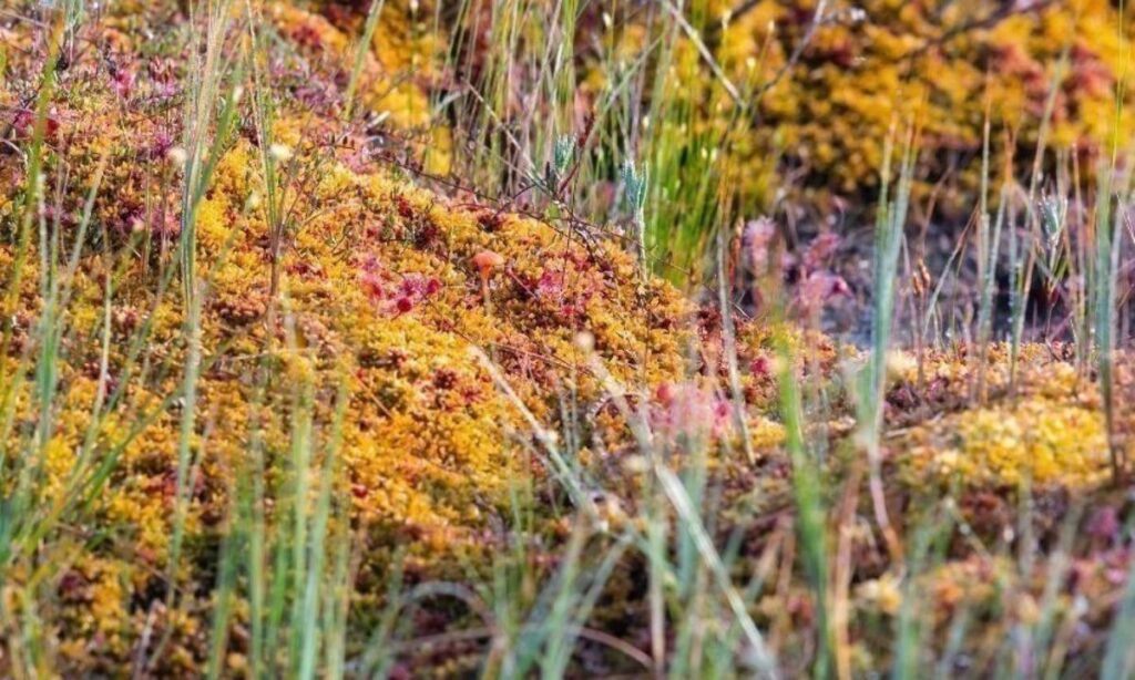 Aysén conmemora el Día Mundial de los Humedales con charla sobre turberas