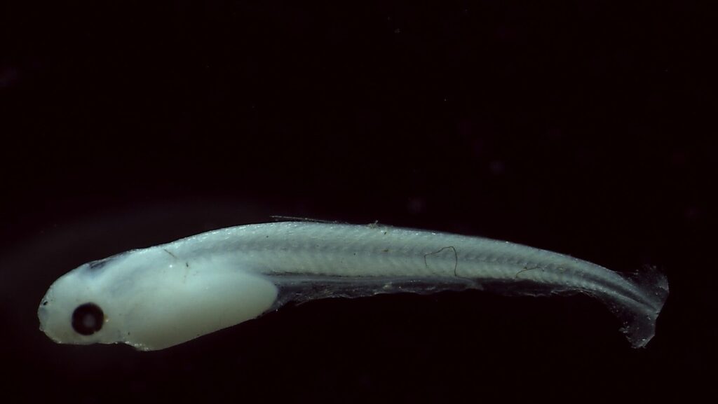 Célula visual híbrida en peces profundos revoluciona lo que sabíamos sobre la visión