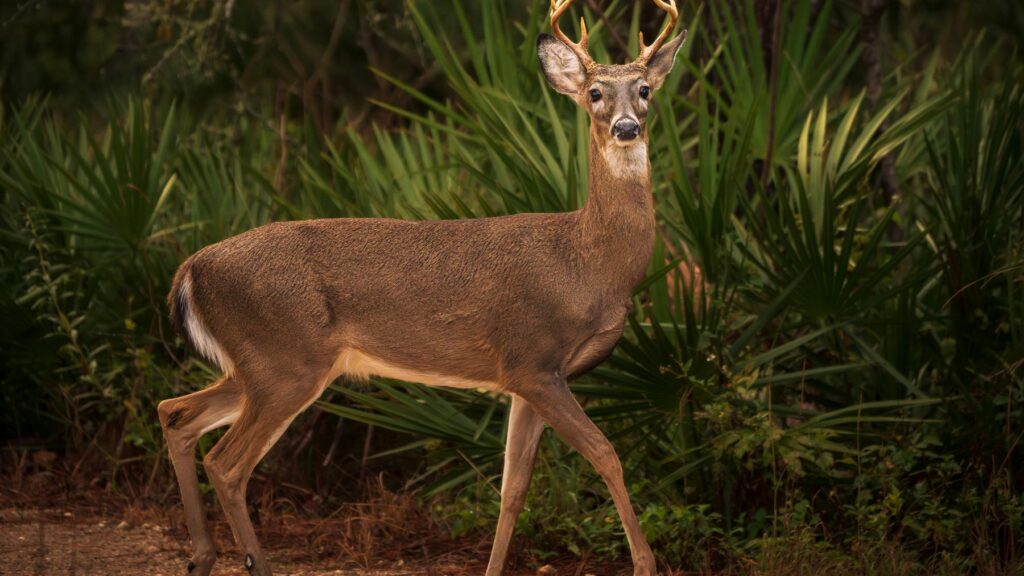 Cerca de 2.000 ciervos serían sacrificados en isla de Estados Unidos en un plan de restauración