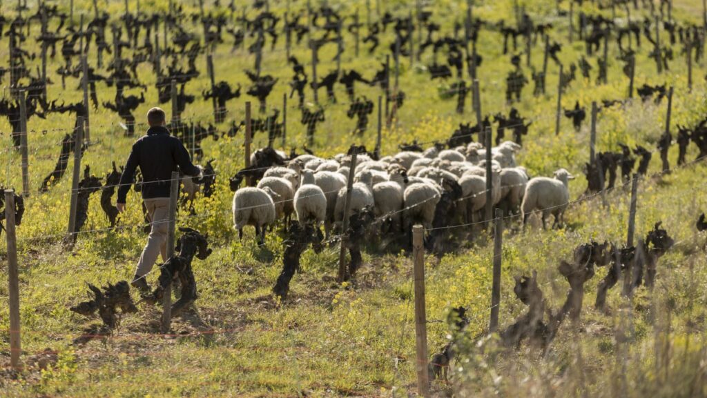 Ciencia y campesinado definen agricultura regenerativa con diez criterios para frenar el greenwashing