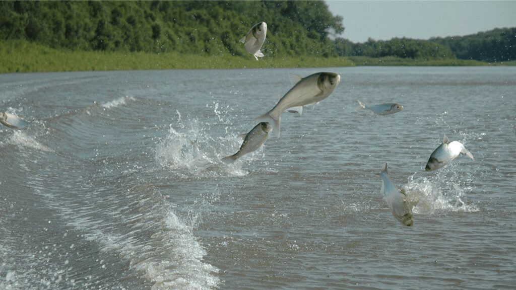 Científicos avisan del peligro real y el motivo por el que han eliminado 45.000 kilos de este animal por fin