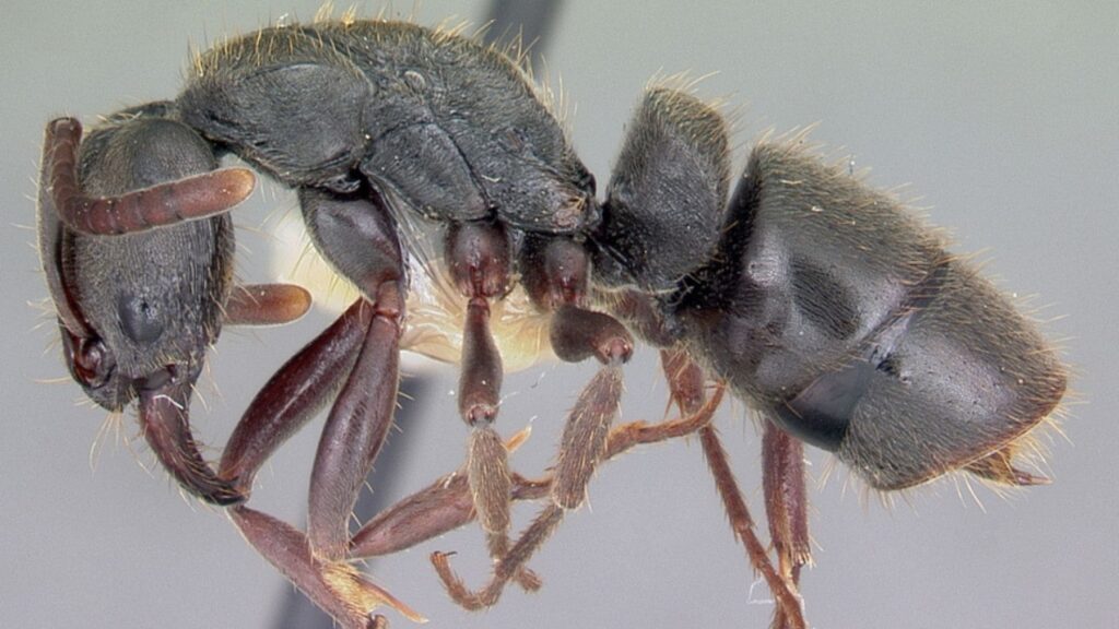Científicos encuentran compuestos antimicrobianos capaces de frenar patógenos humanos resistentes