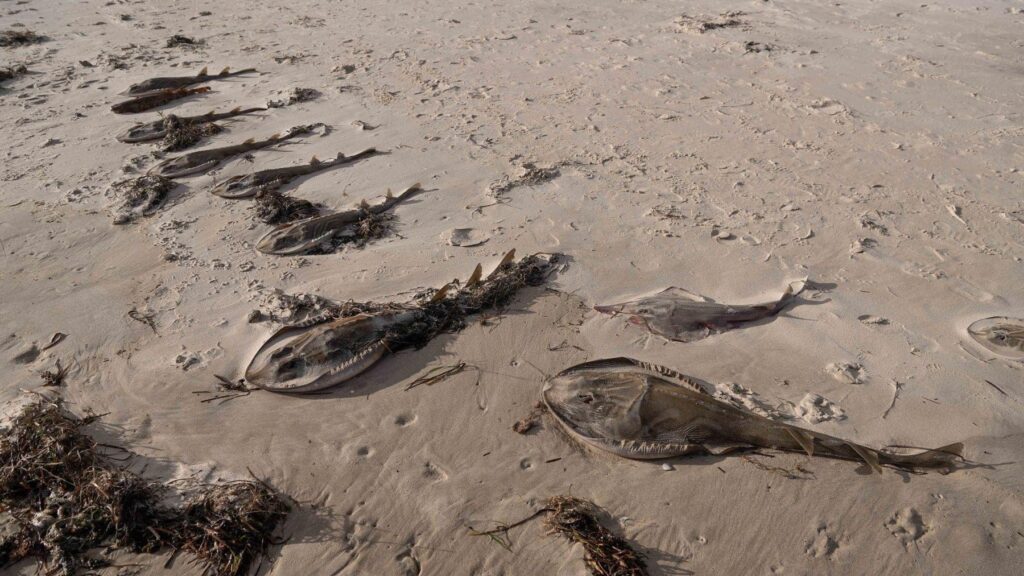 Como una microalga tóxica está aniquilando los corales de España sin que apenas te des cuenta