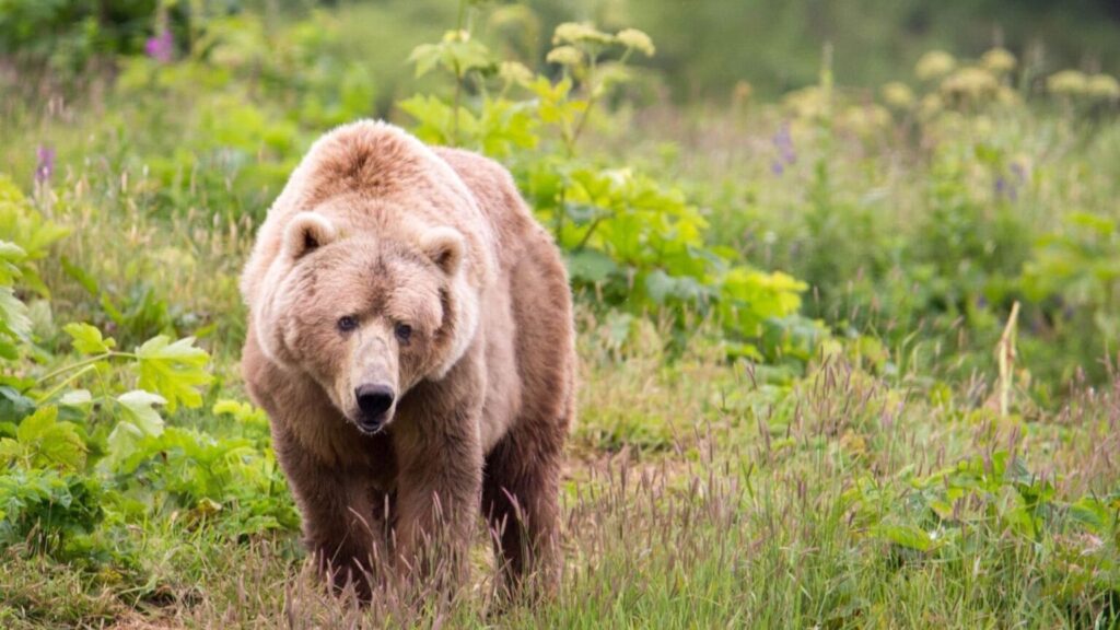 Día Internacional y debate sobre la protección del oso pardo en España