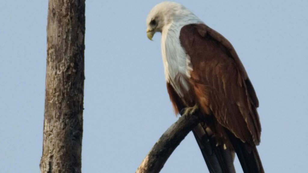 El milano real en España consolida su liderazgo europeo con más de 73.000 ejemplares