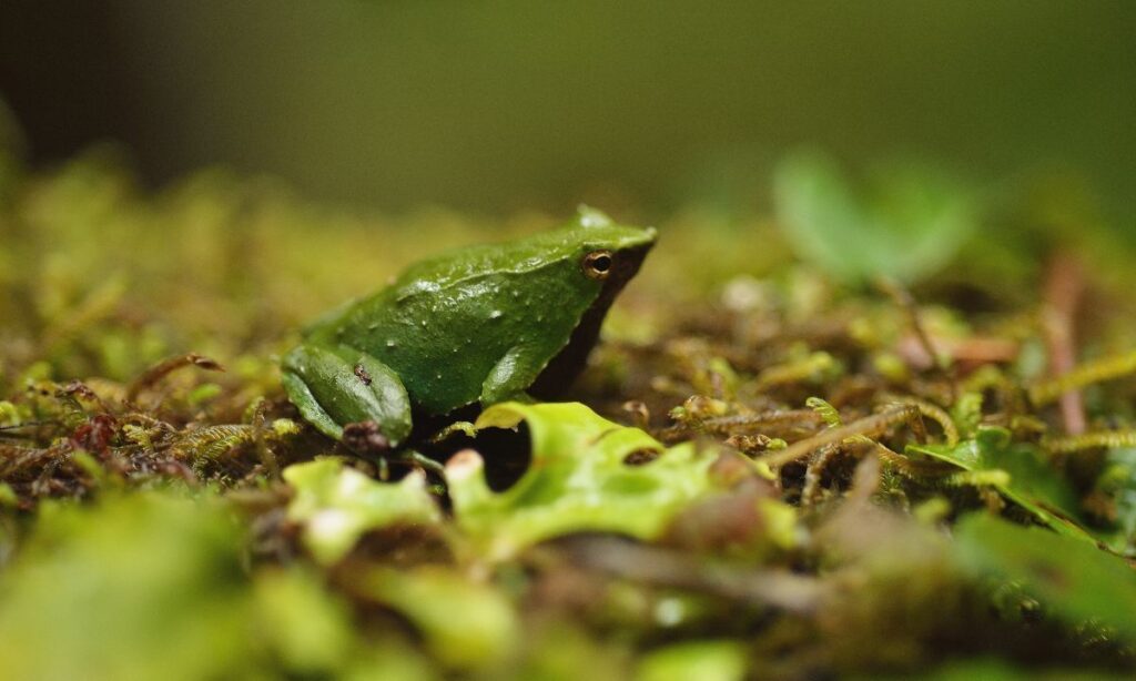 Firman convenio internacional para conservar a la ranita de Darwin