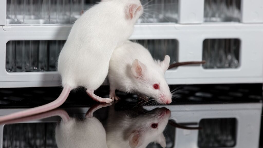 Investigadores descubren el 'superpoder' de los ratones para tener crías de varios padres y salvarse de la extinción