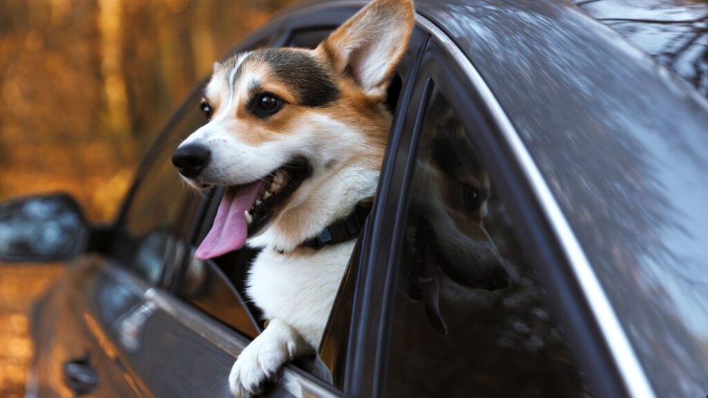 La UE cambia las normas y, a partir del mes de abril, todos los dueños de perros y gatos estarán obligados a registrar con antelación los viajes que hagan con mascotas