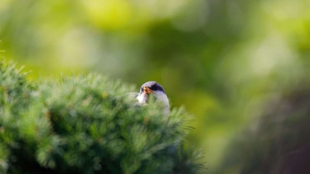 La ciudadanía se moviliza contra el debilitamiento de las normativas ambientales europeas