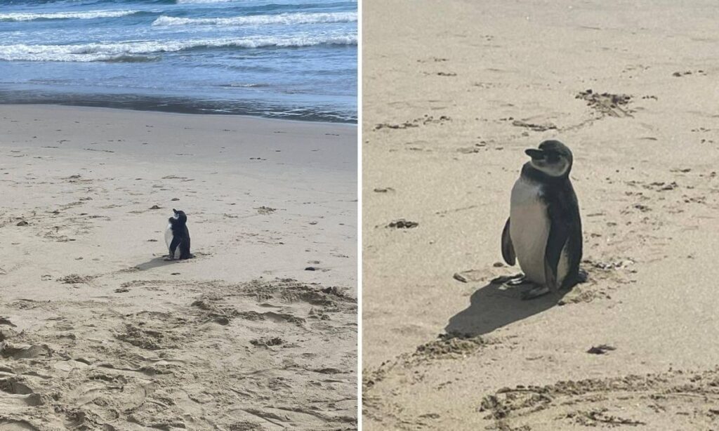 Pingüino juvenil protagonizó especial avistamiento en playa Maicolpué