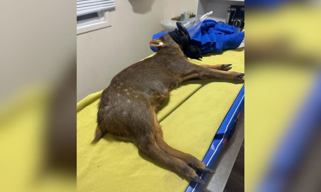 Preocupación en Chiloé por aumento de ataques de perros a pudúes