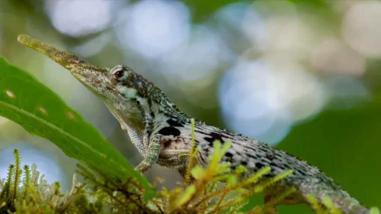 Redescubren Anolis laevis, una lagartija perdida que desafía la evolución